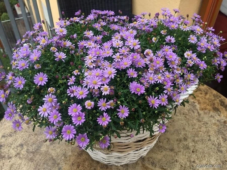 🌺🍀 Невозможно пройти мимо этих простых в уходе цветов, не остановившись, чтобы ими по...