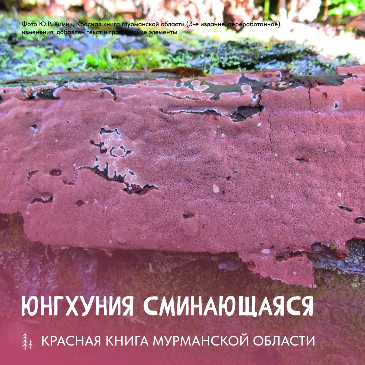 Сегодняшний гость нашей рубрики — гриб с интересным названием юнгхуния сминающаяся 🍄