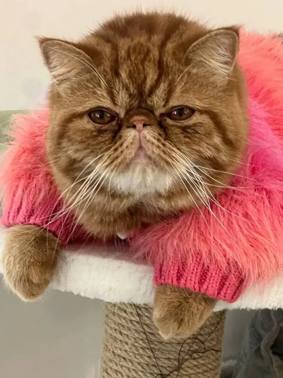 Самый независимый 🐈

Сегодня Всемирный День кошек. Муж уже разместил нашего кота, и я подумала: ну 