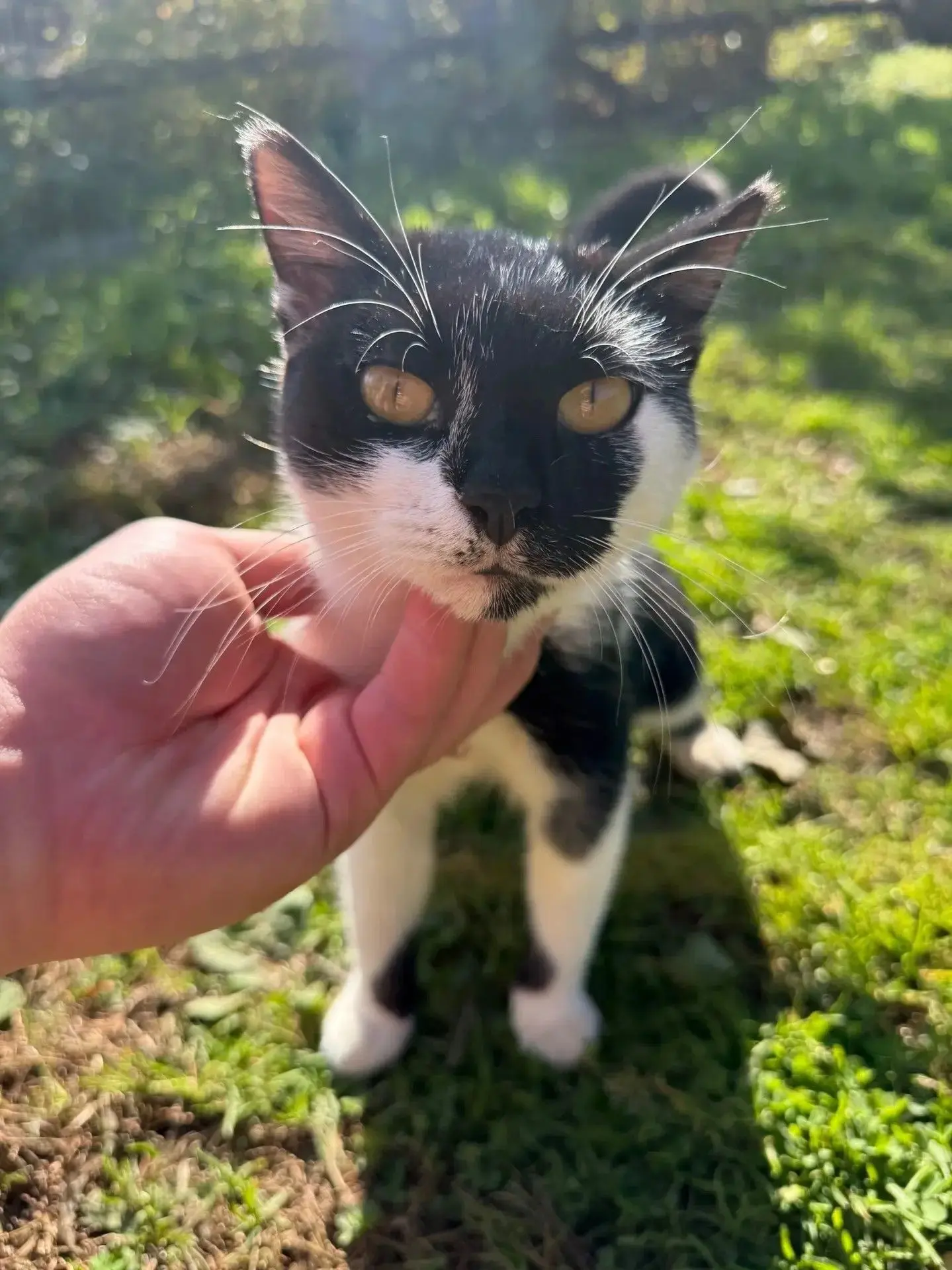 🐱 Привет, я Васька! 😎