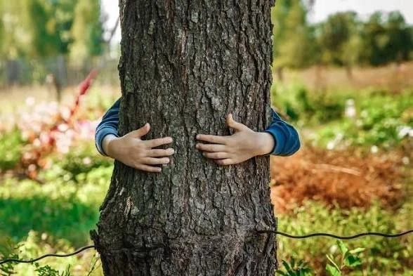 🌳 Почему после жары деревья иногда "сбрасывают" листья летом