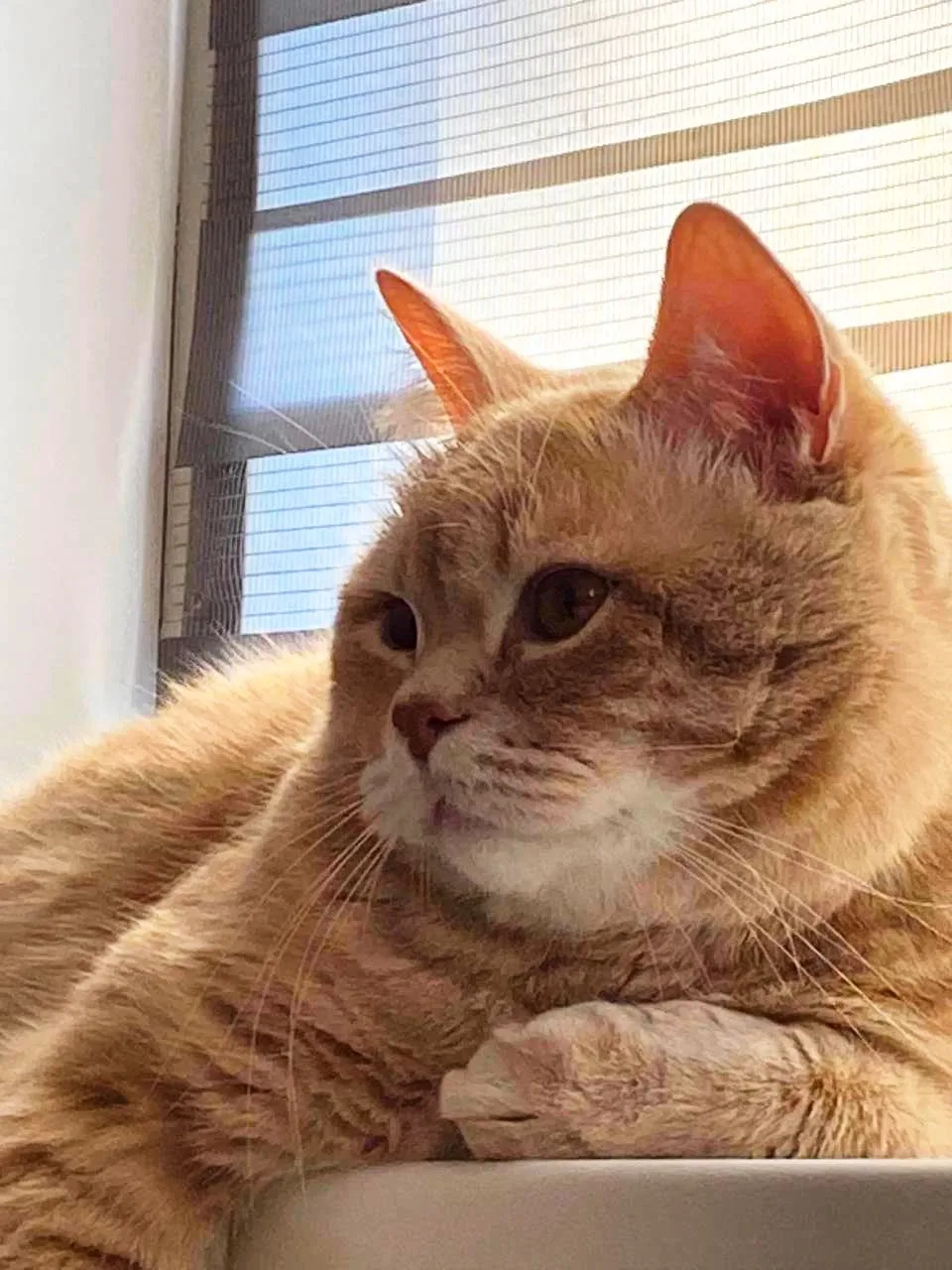 🐈Потеряшки Керчь: 450 квартал. Пропал большой рыжий кот