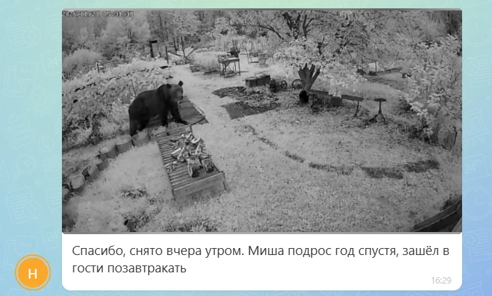 Чужие медведи растут быстро 🐻