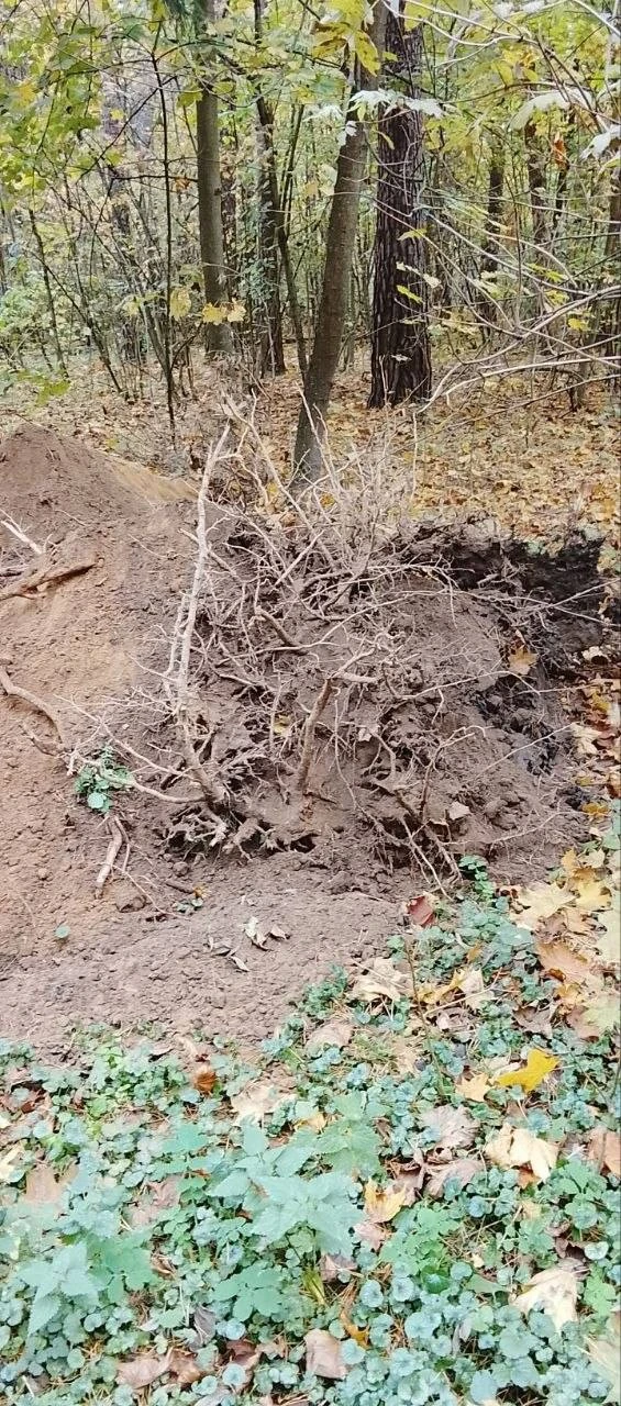 В Подмосковье сосны под угрозой из-за благоустройства
