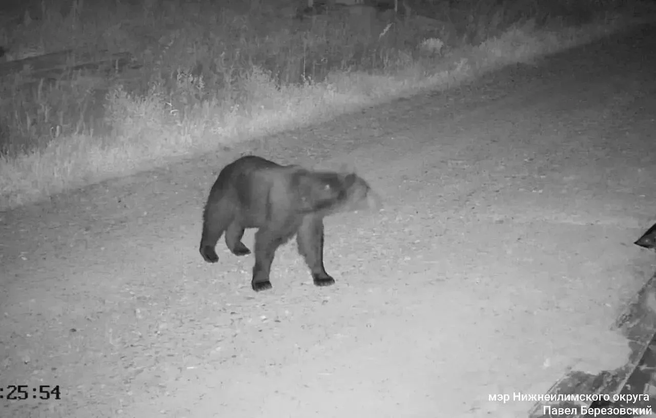 🐻 В Нижнеилимском округе за неделю ликвидировали более десяти медведей