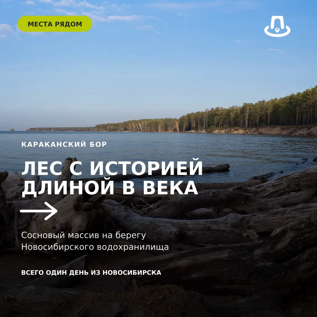 В НОВОСИБИРСКОЙ ОБЛАСТИ ЕСТЬ ЛЕС, ИСТОРИЯ КОТОРОГО НАЧАЛАСЬ ЗАДОЛГО ДО ПОЯВЛЕНИЯ МНОГИХ...