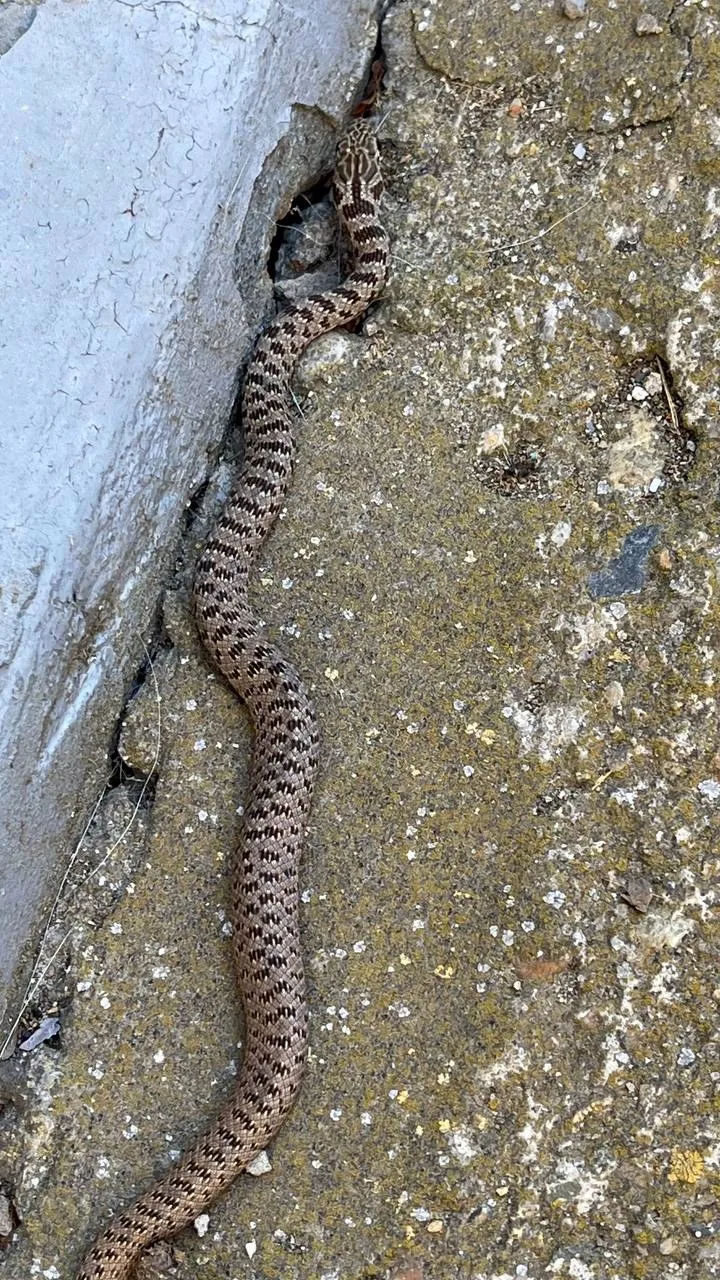 С неожиданной встречи начиналось утро в Юровке, а не с кофе🐍