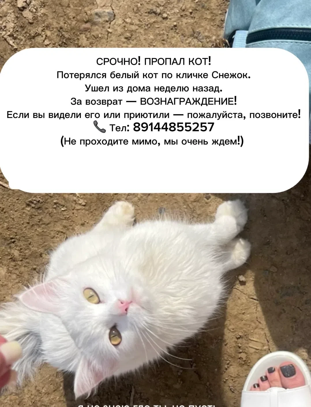 СРОЧНО! ПРОПАЛ КОТ!