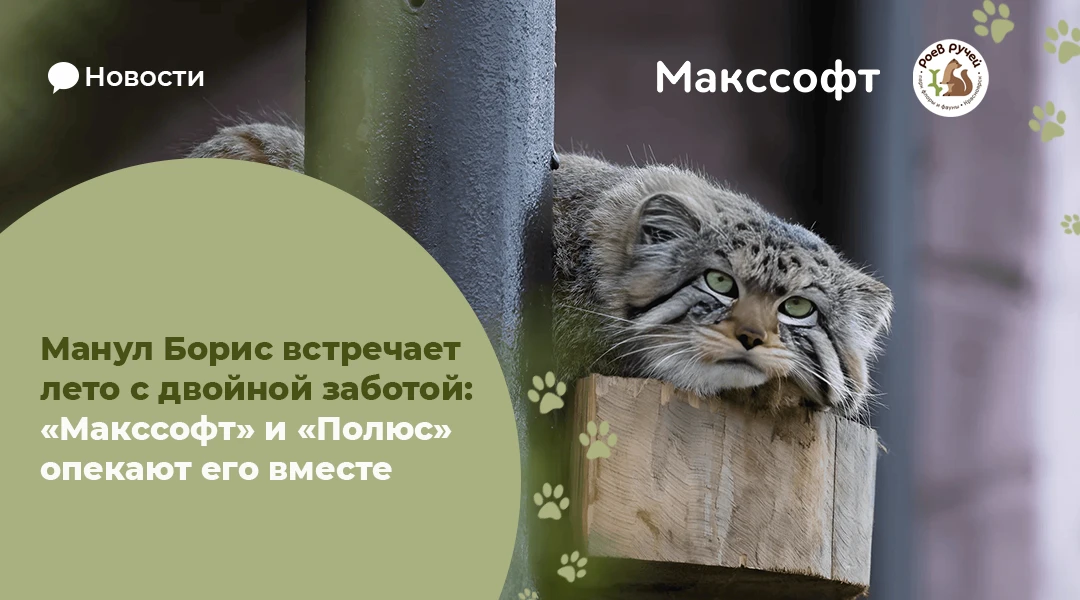 Манул Борис встречает лето с двойной заботой: «Макссофт» и «Полюс» опекают его вместе