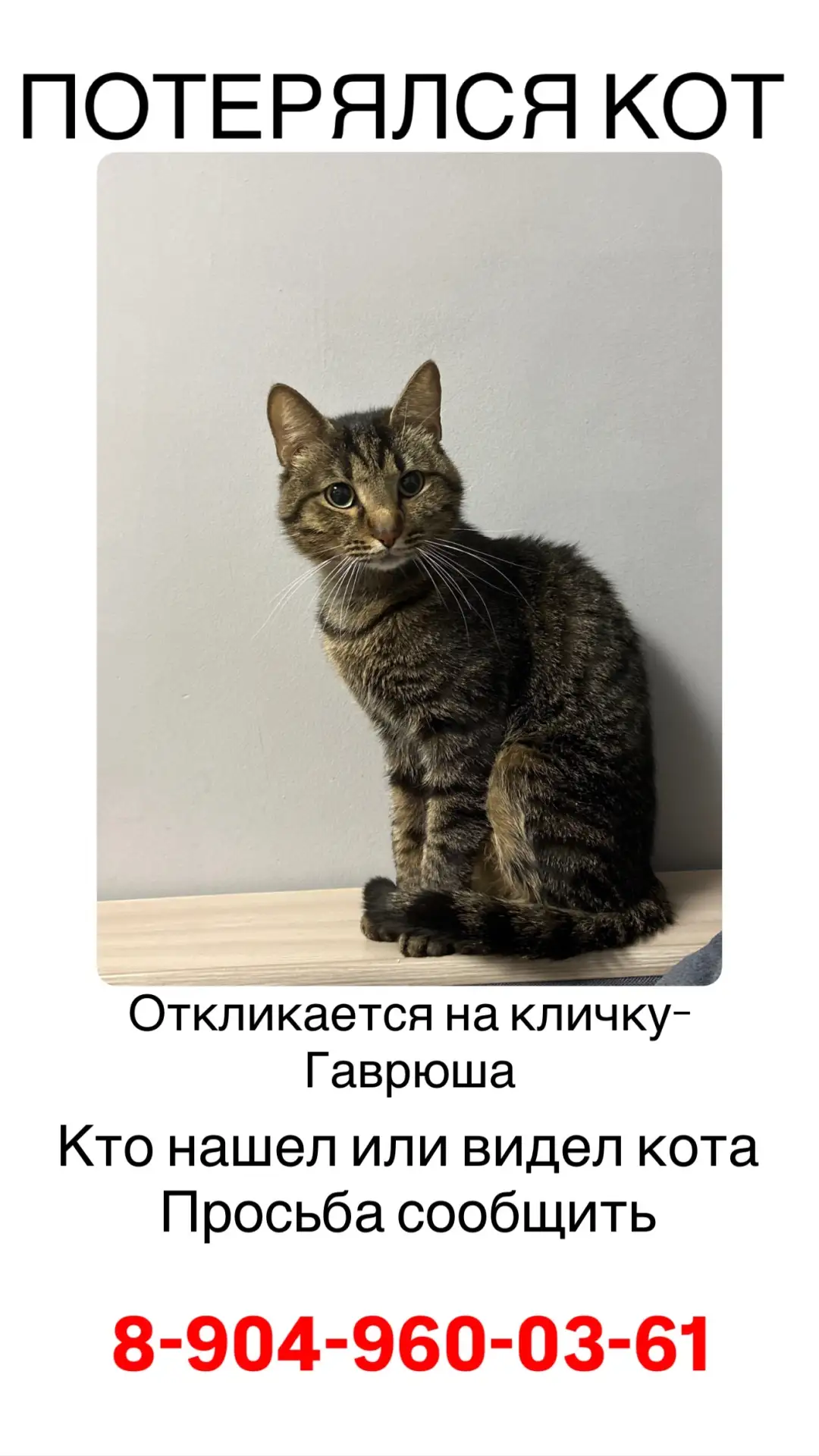 Потерялся кот 01.07 в Кировском районе, рядом с ул.Леоново 19