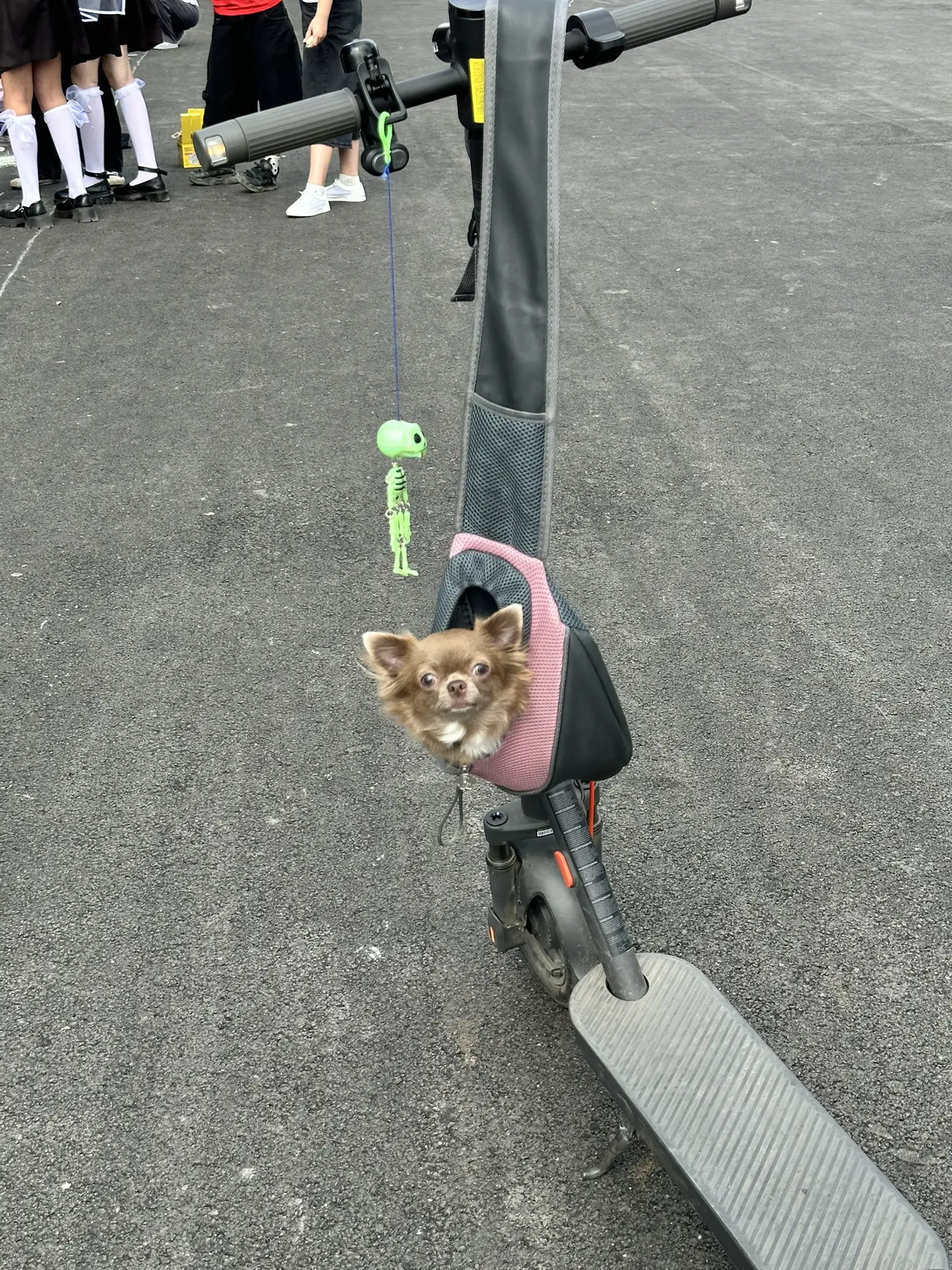 Жюри конкурса 🐶
