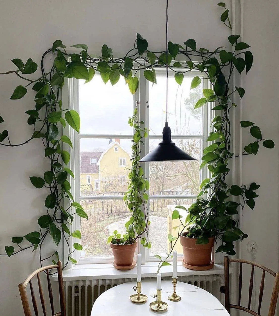 Комнатные лианы для вертикального озеленения 🌿

🌱 Лианы помогают создать уют и визуально расширить
