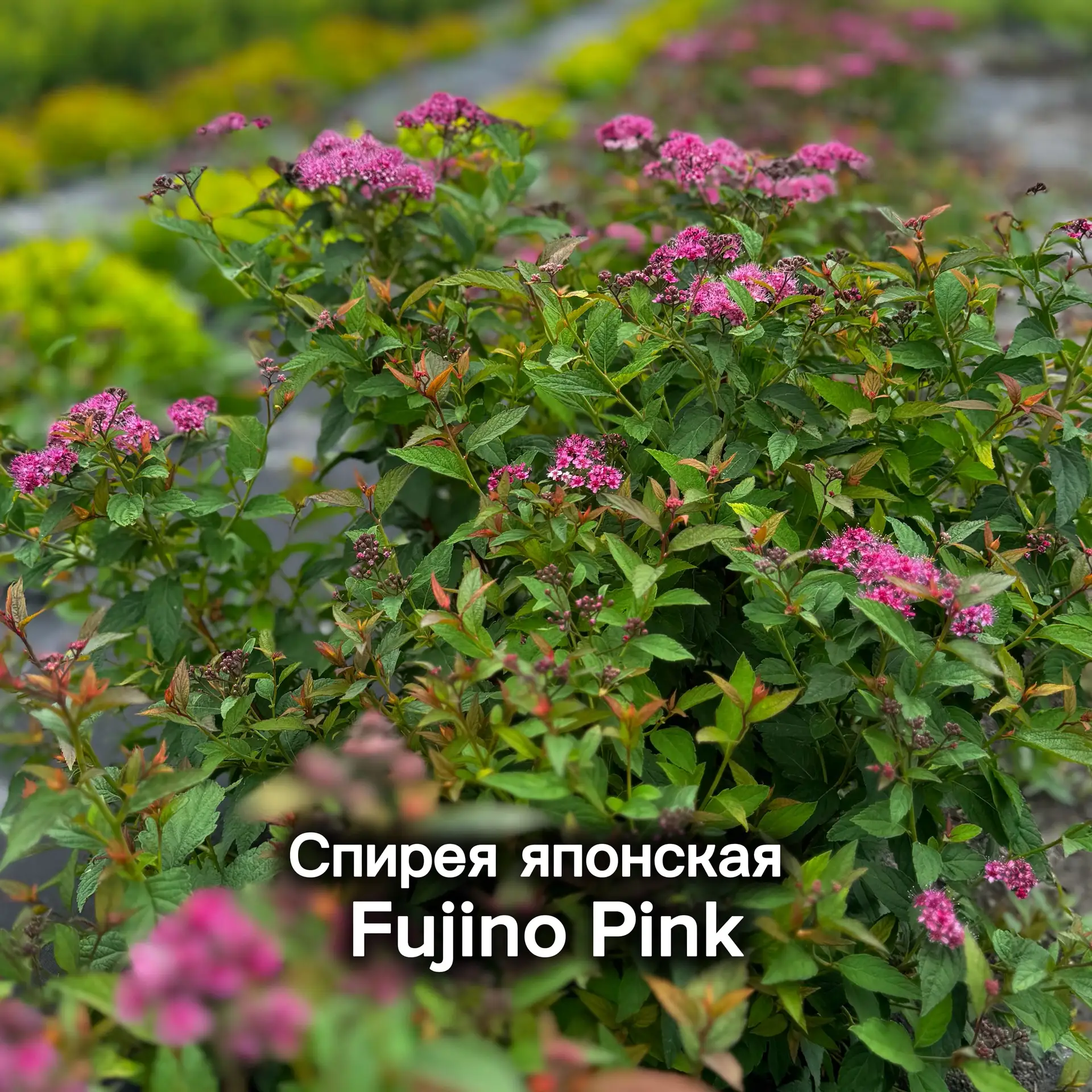 🌿 САД КАК ИЗ ПИНТЕРЕСТ: ГОТОВЫЕ РЕШЕНИЯ ДЛЯ КЛИЕНТОВ 🌿