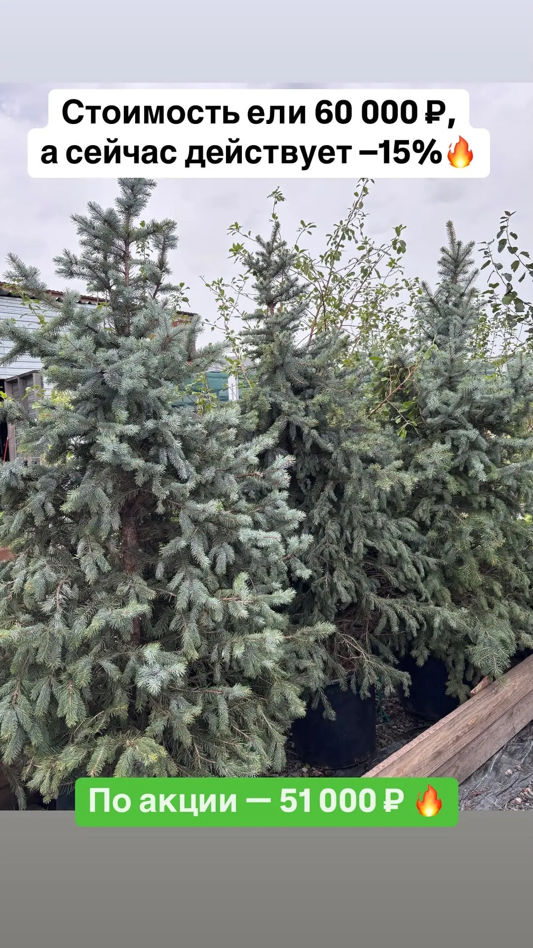 А отдельно хотим показать вот этих красавиц 🌲