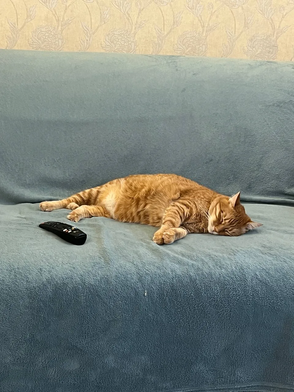 жизнь не сахар у кота