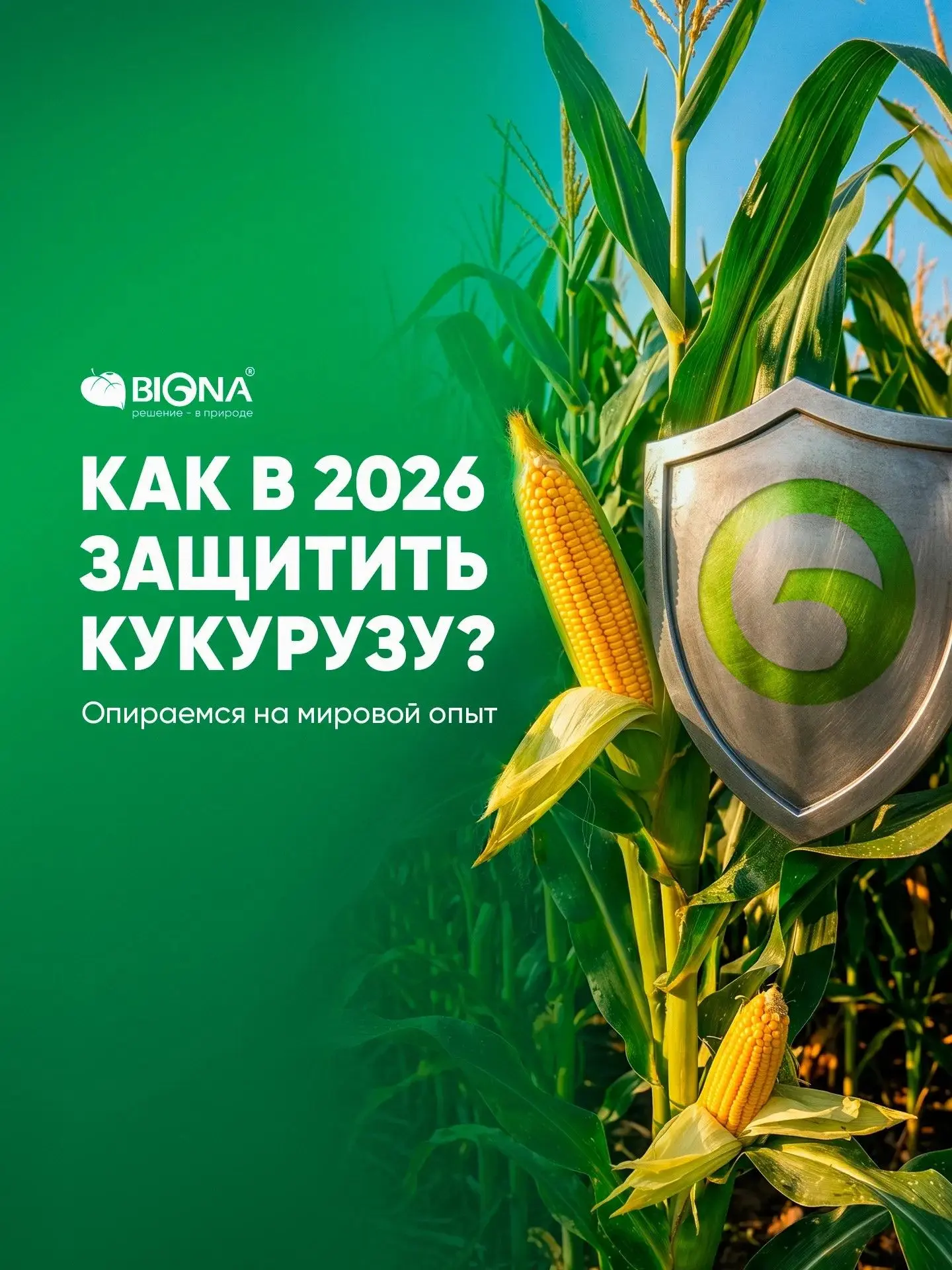 Опираясь на мировой опыт: как защитить кукурузу от главных угроз 2026 года?