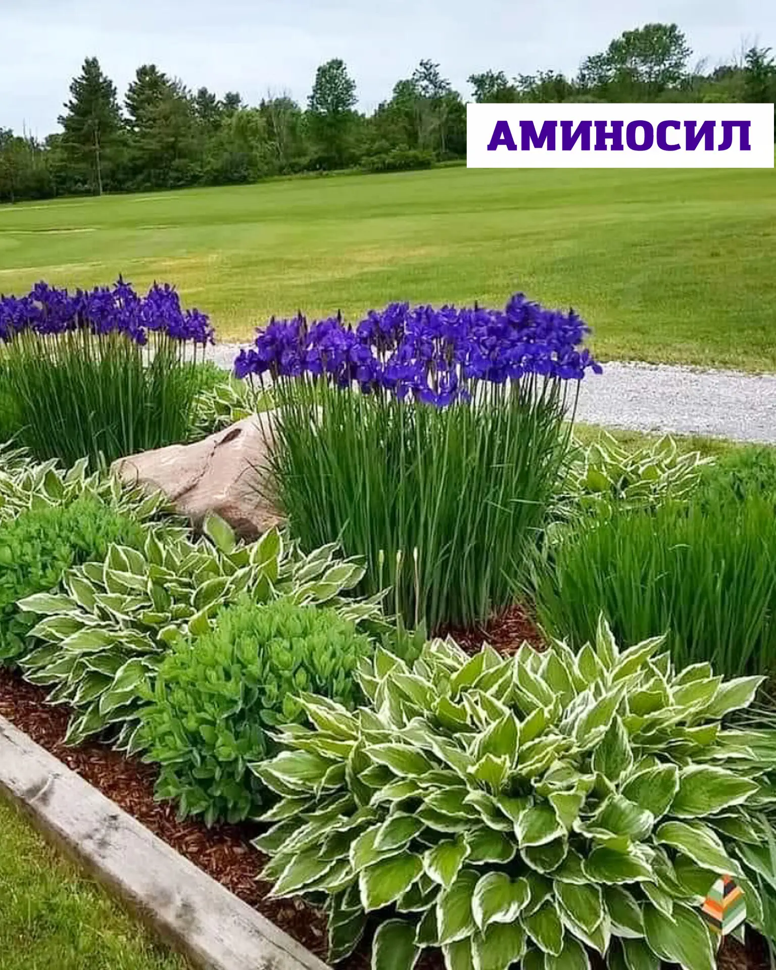 🌿 Хосты без хлопот перезапуск сада   Хосты — идеальные растения для тех, кто хочет максимум декорати