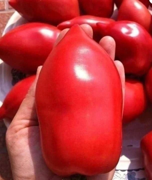 Что важно знать о томатах 🍅