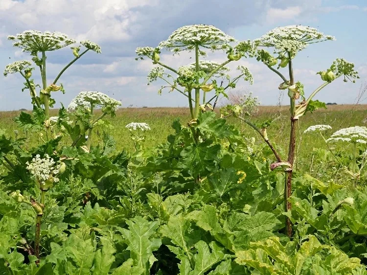 Министерство экологии и устойчивого развития Сахалинской области утвердило перечень опа...