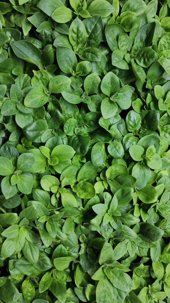 Ещё только начало февраля, а уже столько красоты наросло 😍🌱