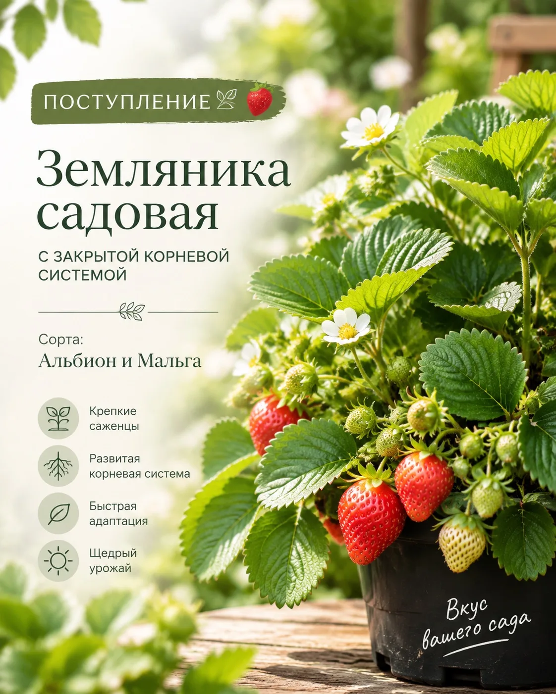 🍓 Альбион или Мальга — что выберете вы?