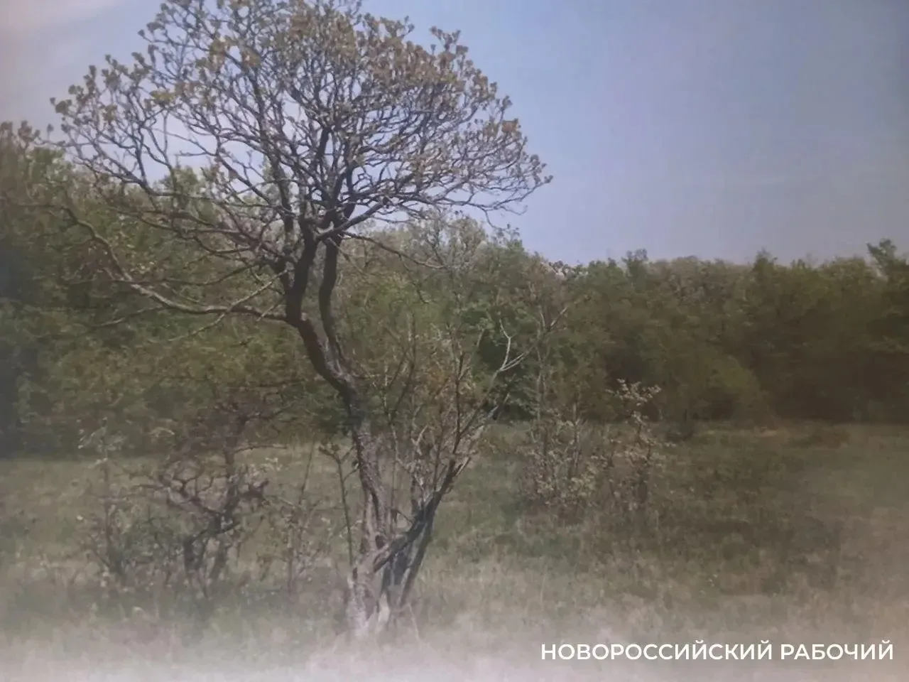 В Восточно-Натухаевском лесу появится экотропа