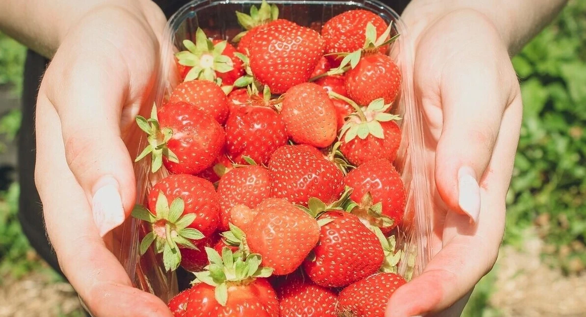 🍓 Обрабатываем клубнику в августе: почему для мега-урожая важна правильная обрезка — с...