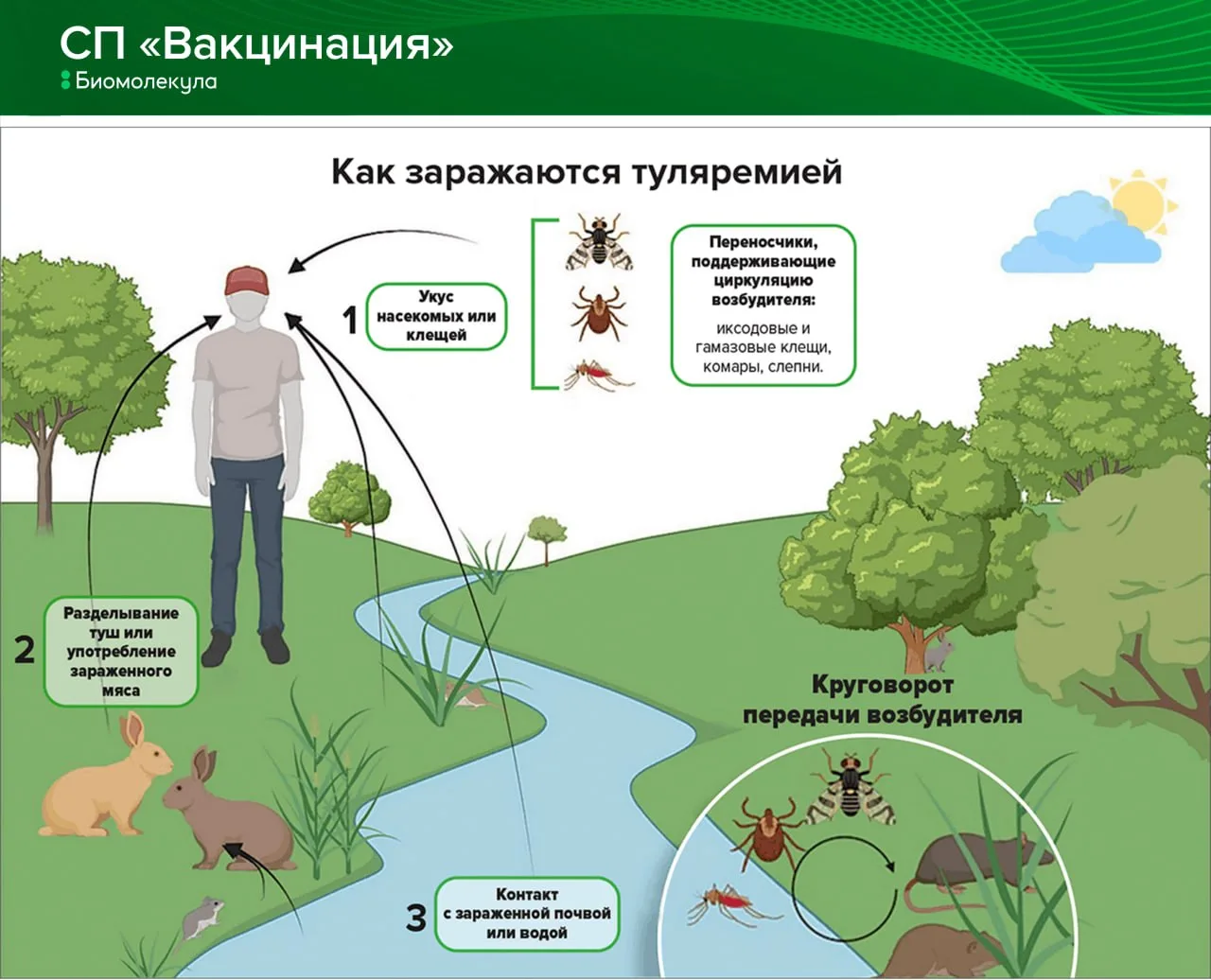 Наша новая статья посвящена туляремии. Туляремия — это зоонозное заболевание, так же ка...