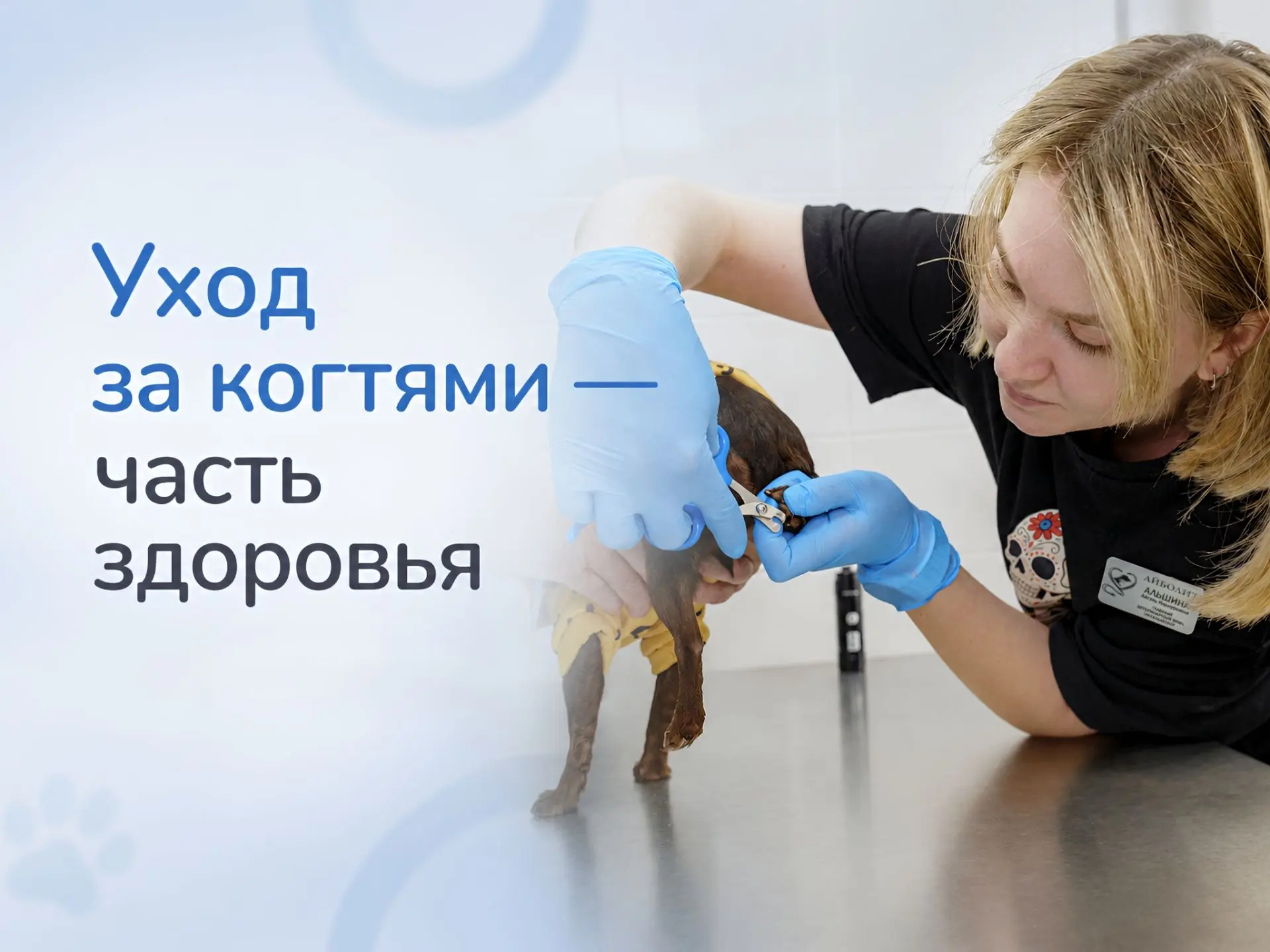 Когти у собак — это не только вопрос внешнего вида

Когда когти становятся слишком длинными, собаке 