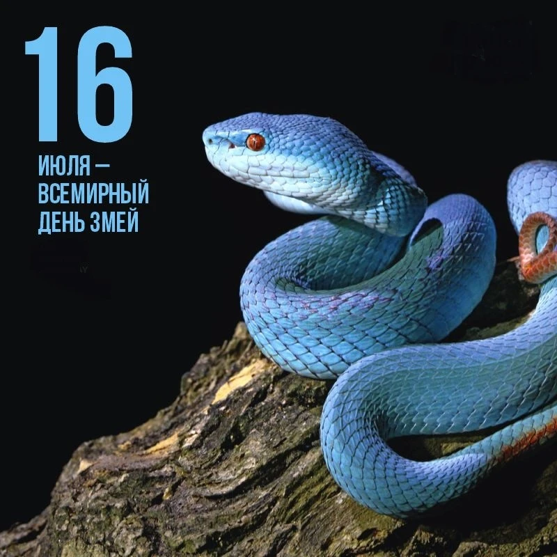 🐍16 июля - Всемирный день змей.

✍️ День змей создан, чтобы привлечь внимание общественности к миру