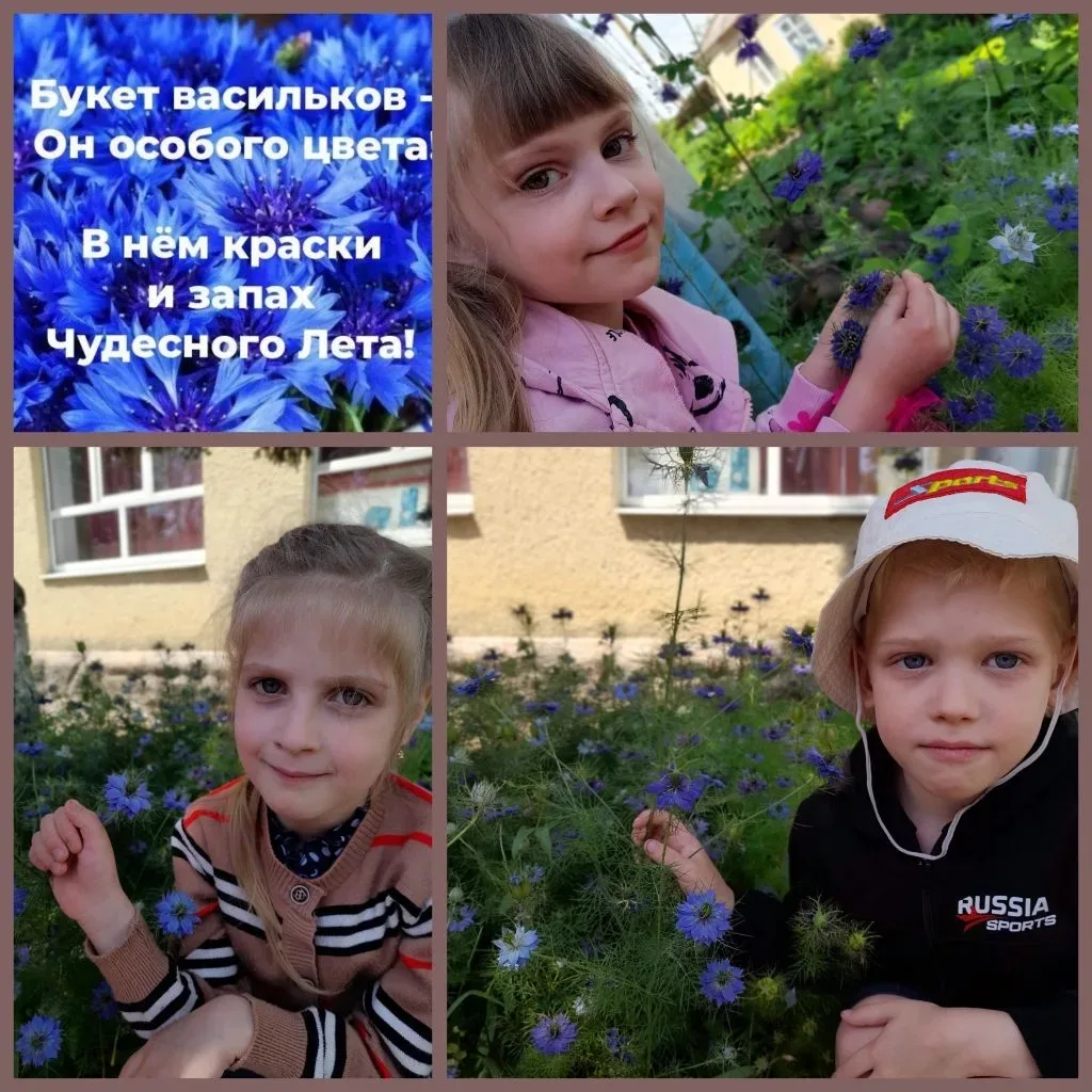 Тонкий длинный стебелёк
И голубенький цветок.
Распустился – василёк,
Мимо я пройти не смог!
Цвета – 