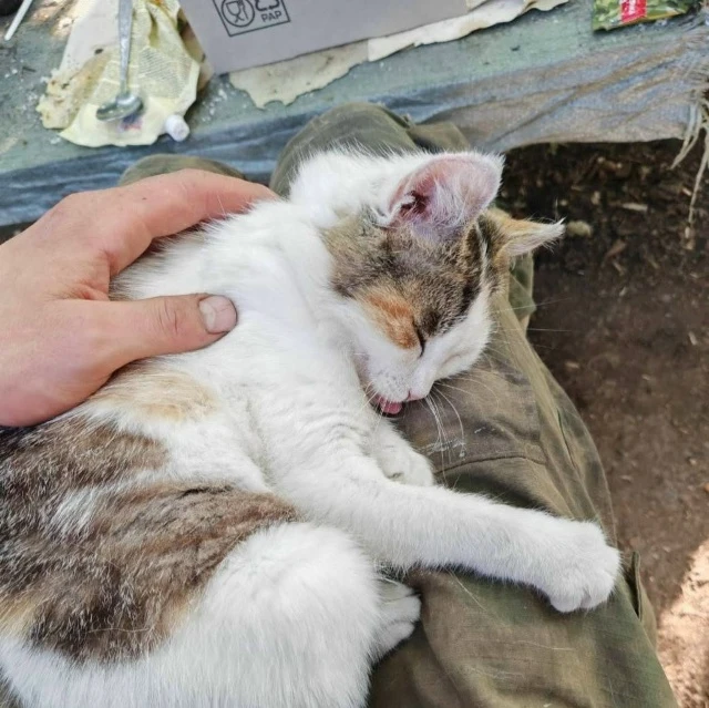 МЕЧТА ВАСИЛИЯ