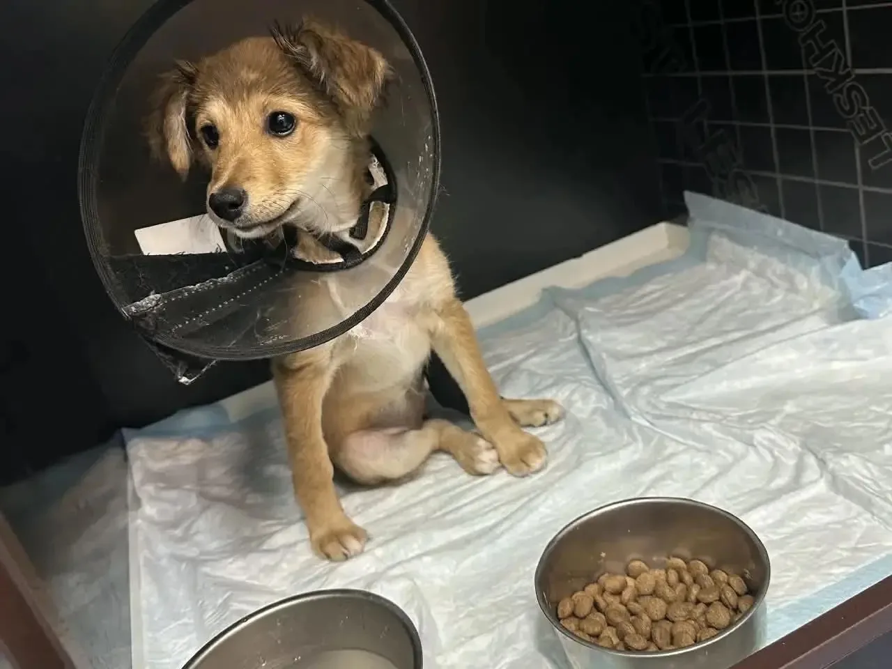 Прооперированная Зося ищет дом 🐶