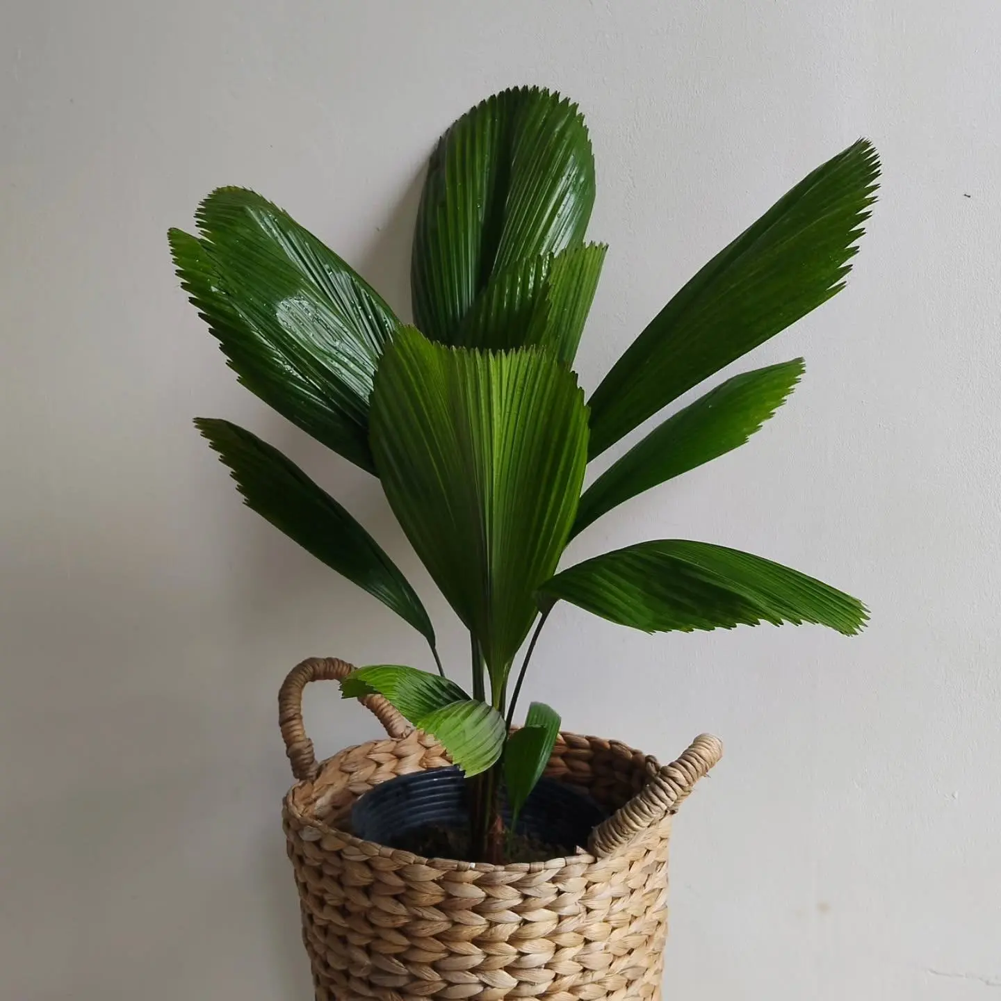 🌿 Пальма ликуала ❤
