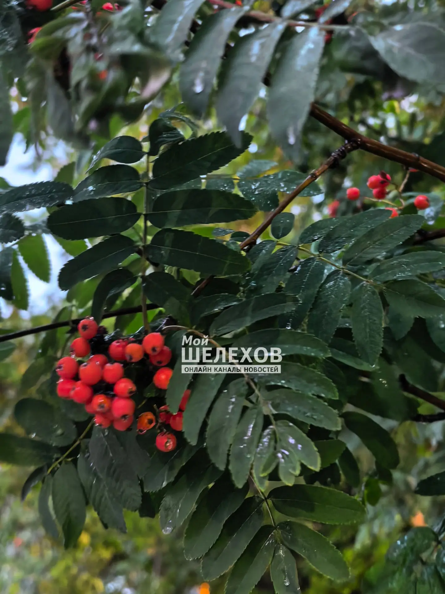 🍒Осенний пейзаж Шелехова