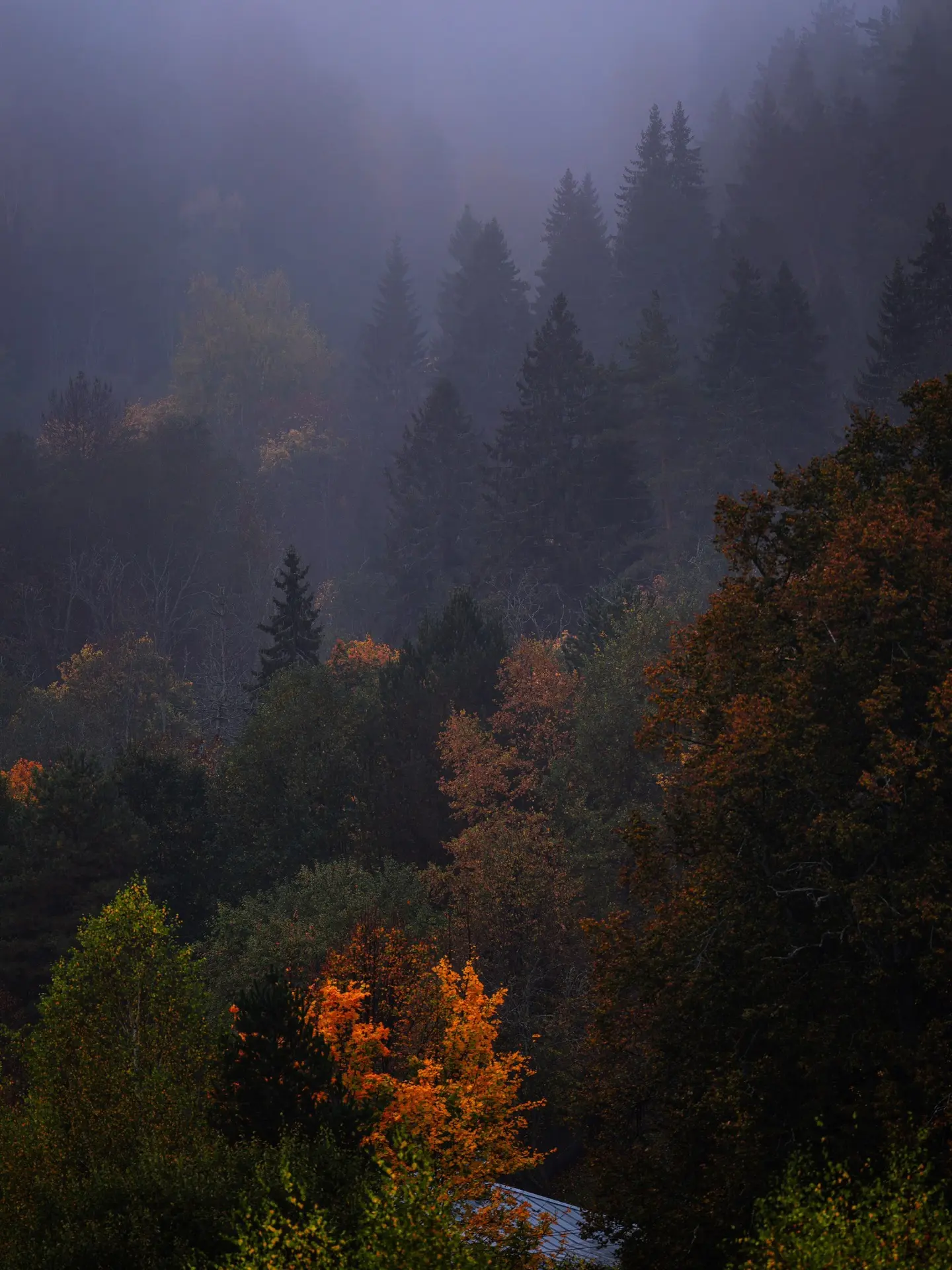 🍂 Плёс — осень, тишина и русская душа.