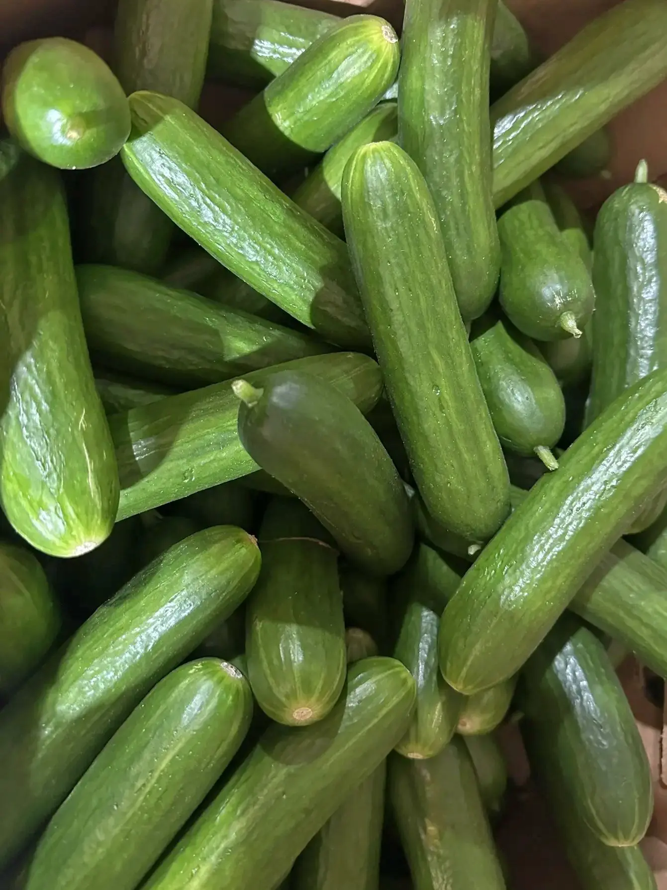 🥒 АКЦИЯ! ВСЕГО 3 ДНЯ — ОГУРЕЦ «БОТАНИКА» ПО 49 ₽!