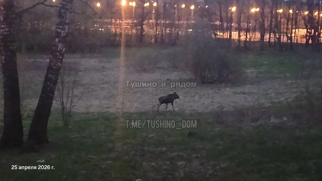 😭СНЕГОПАД 🌨️ ДОБРАЛСЯ ДО МИТИНО.  Ночью -1…+1 , днем жалкие  +2…+4 , мокрый снег с дождем 😡  Погода 
