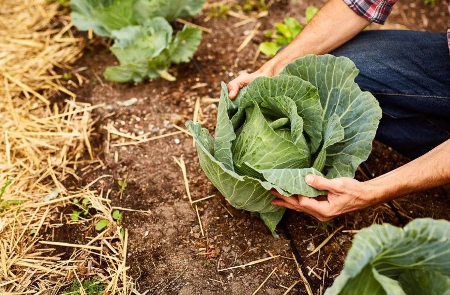 🥬 Во второй половине июля капуста активно вяжет кочаны, и главный секрет — равномерный полив. Переб