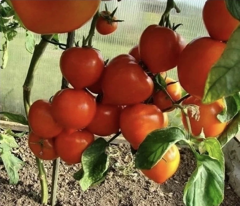 ​Чтобы томаты быстро развивались и радовали богатым урожаем 🍅

Ключ к хорошему плодоношению томатов