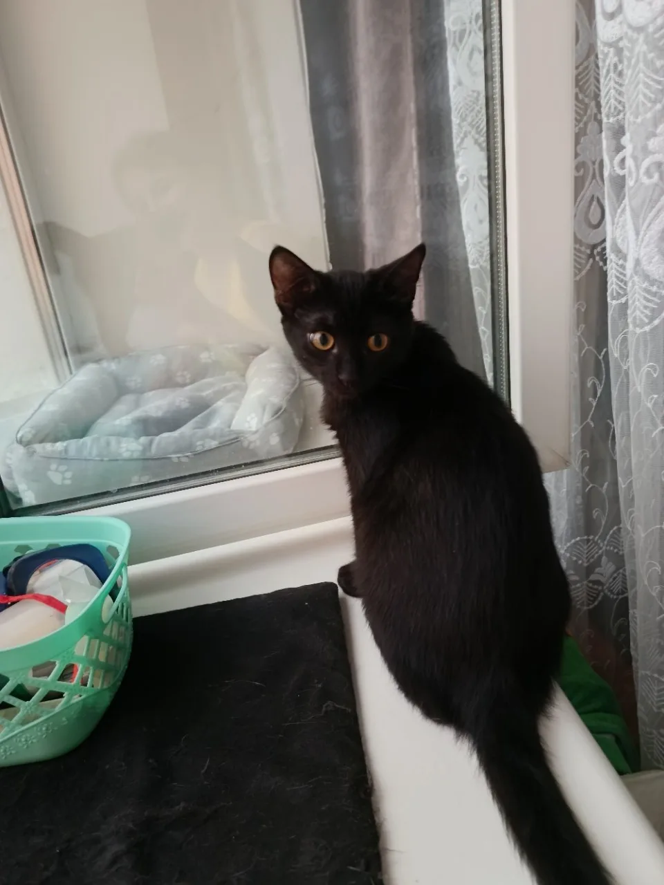 СРОЧНО! КОТЁНОК МАЛЬЧИК ИЩЕТ ДОМ! 🆘