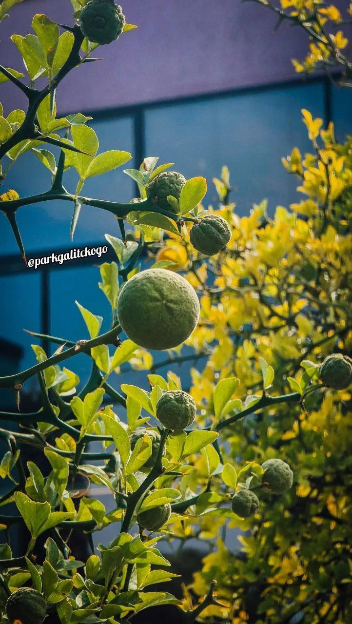🌳ПОНЦИРУС 🍋⠀⠀⠀⠀