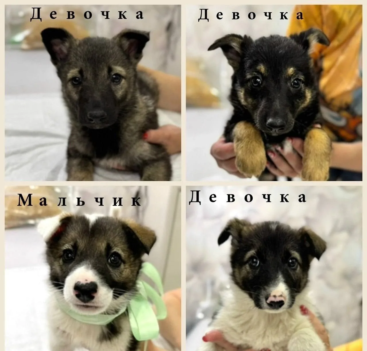 🐶Калужанка ищет любящих хозяев для четырёх щенков

В понедельник, 22 июня, в нашу редакцию обратила