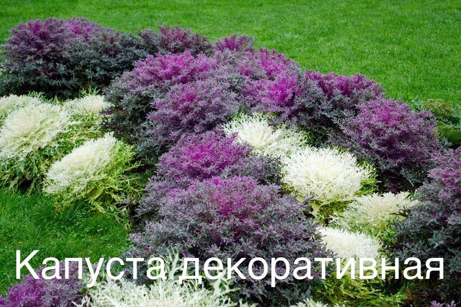 Изображение 5 к публикации «Сад-огород с Вероникой Поливкиной»