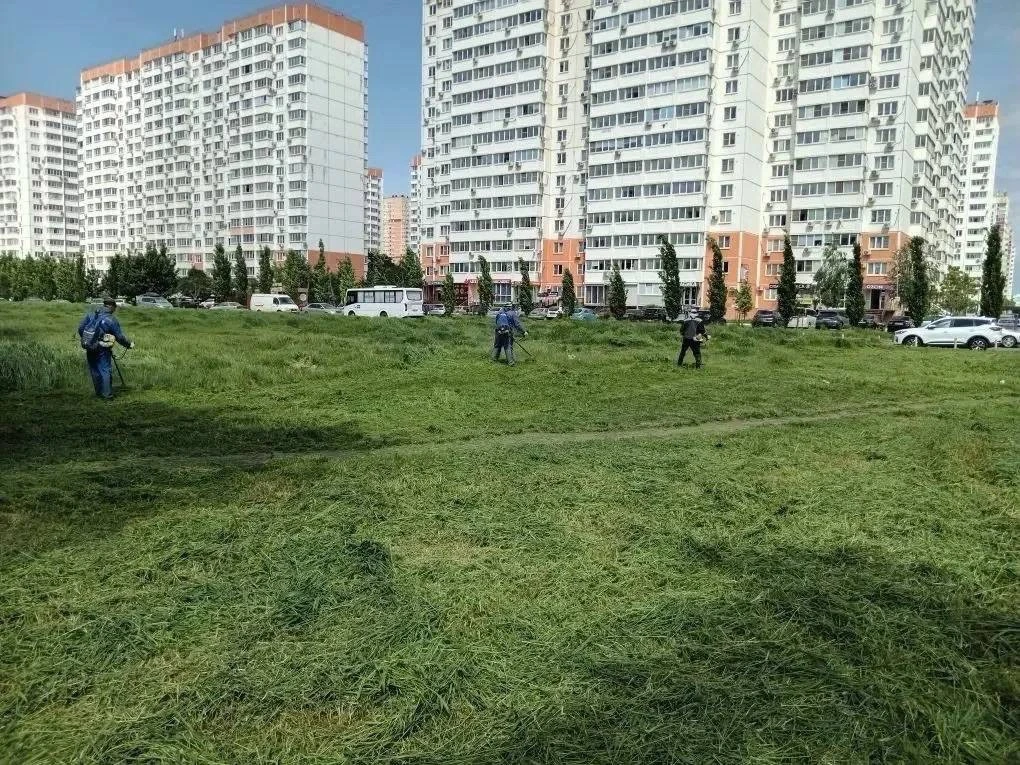 С апреля в Краснодаре ежедневно идёт покос травы. Уже выкосили более 6 000 гектаров территорий. Особ