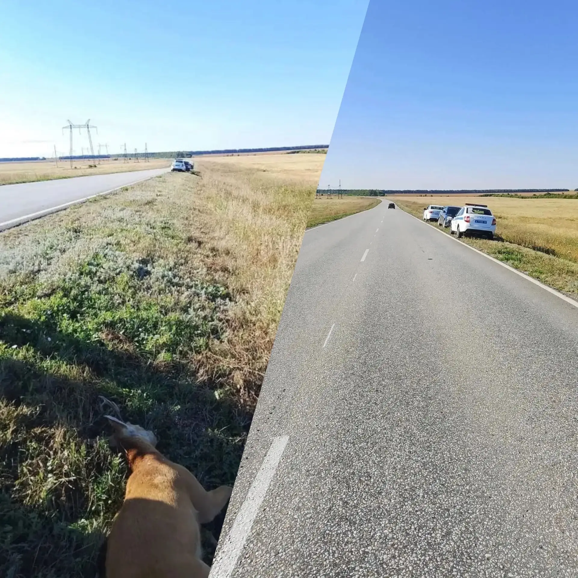 🦌 Косуля попала под колёса автомобиля