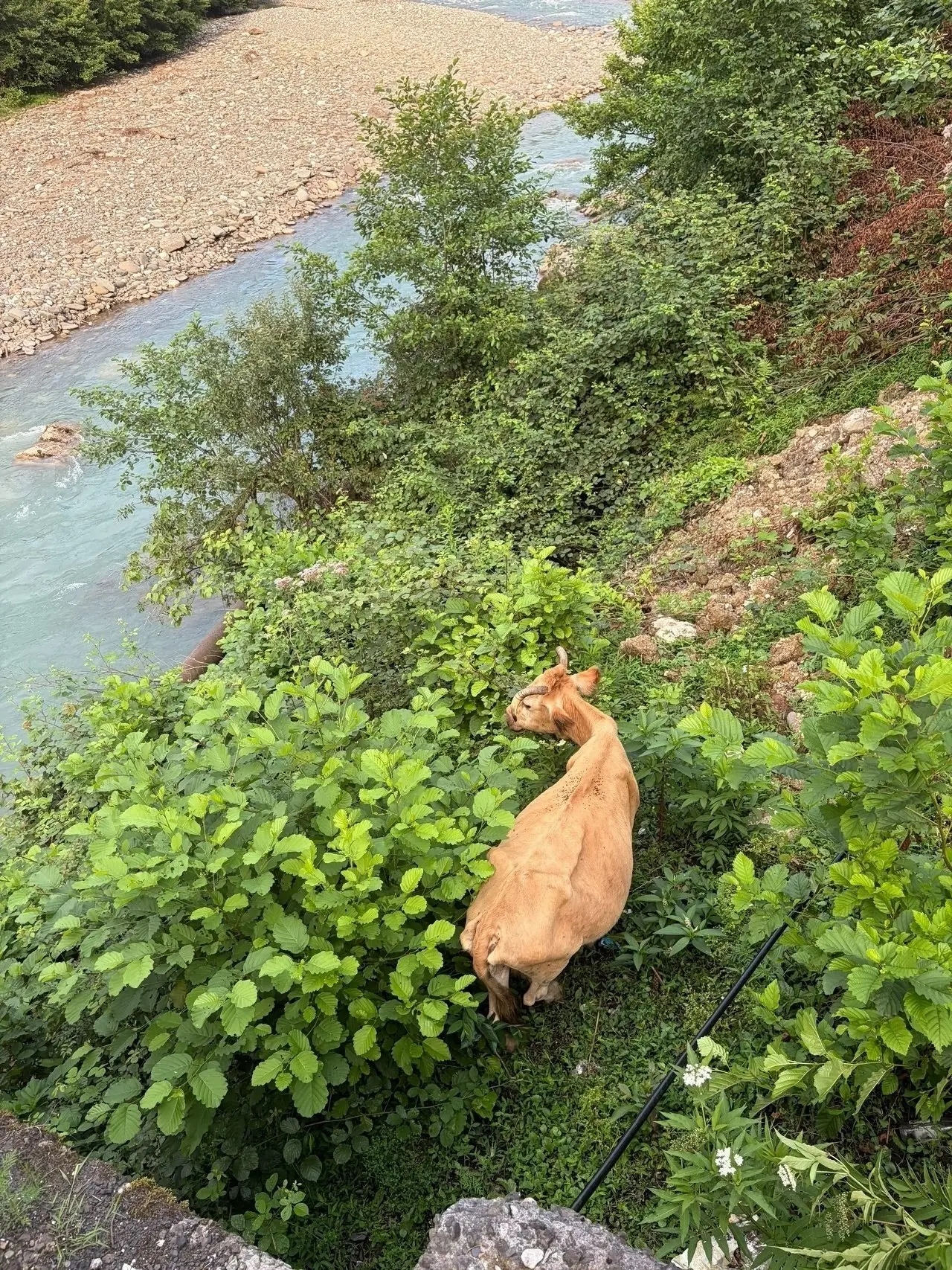 Вот такая красота бегает за мной😊