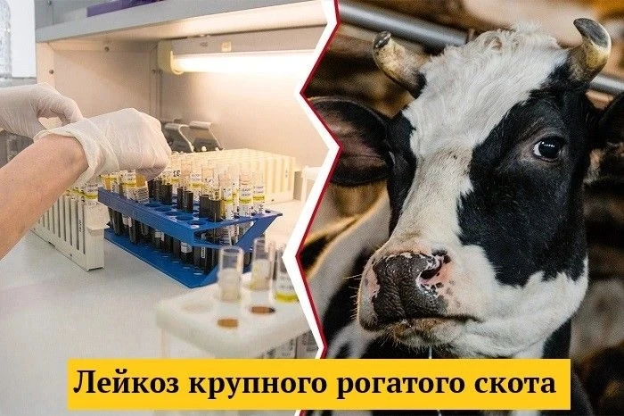 Лейкоз крупного рогатого скота – хроническая инфекционная болезнь, характеризующаяся лимфоцитозом ил