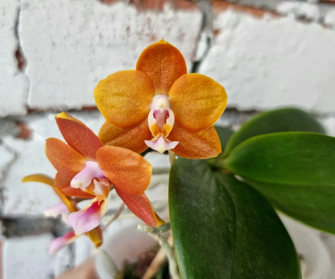 🌺Phal. Mituo Champion King '68-1' SM/TOGA MO208