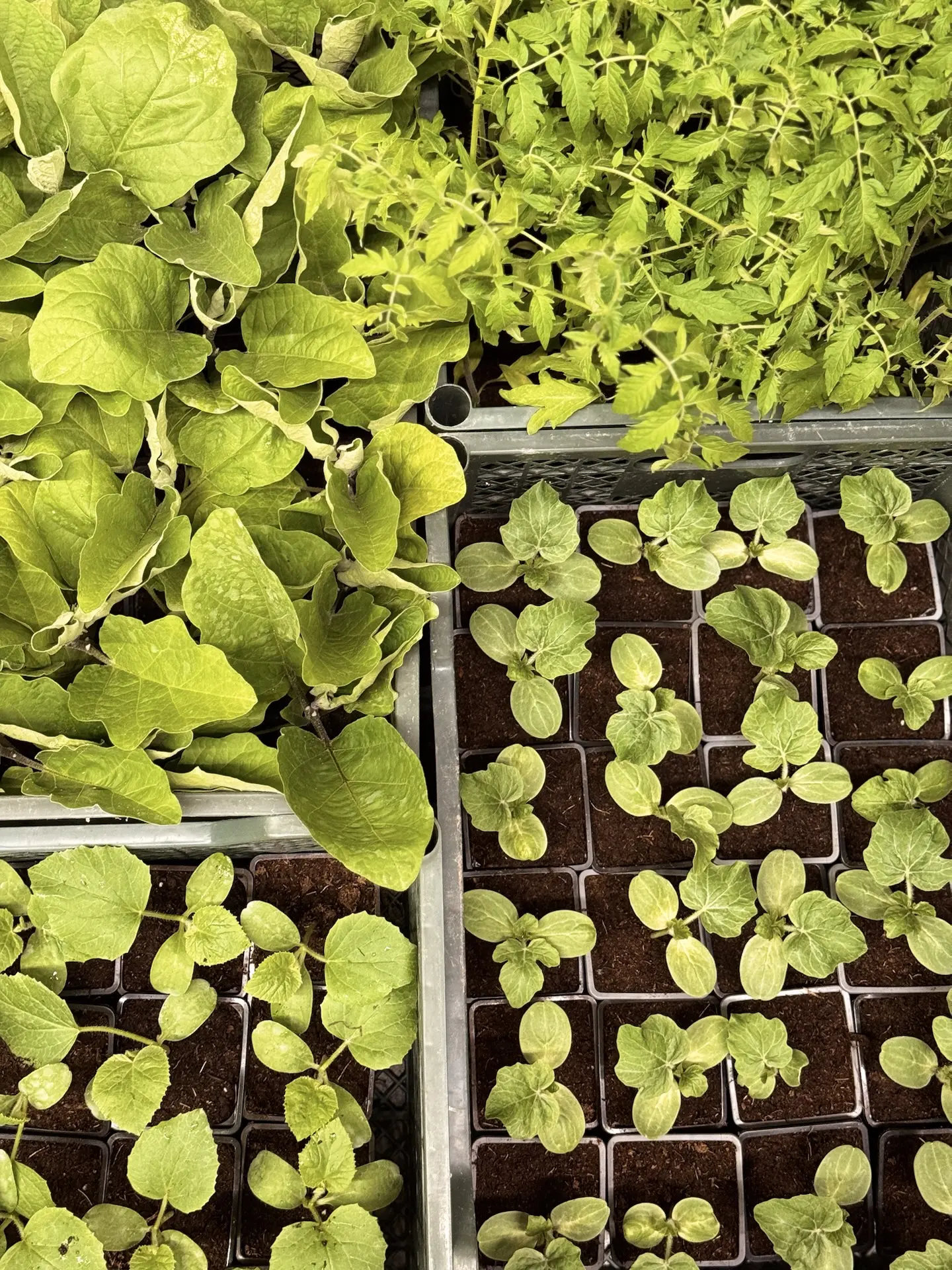 Ждём вас за рассадой овощей и однолетних цветов 🌼🌿
